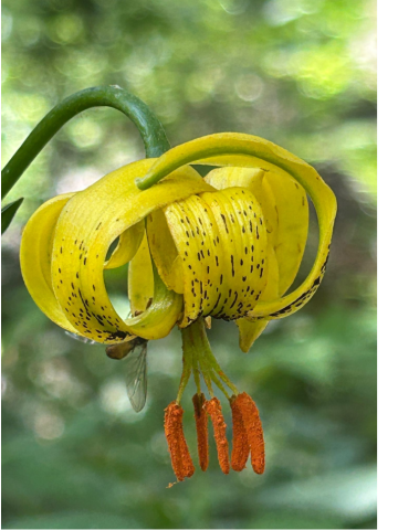 lilium