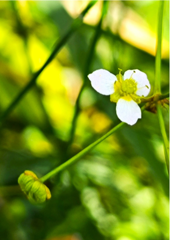 Flor