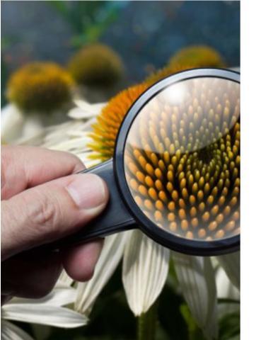  Angiospermes1-2025.R.jpg