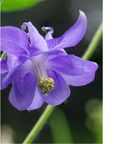 Aquilegia