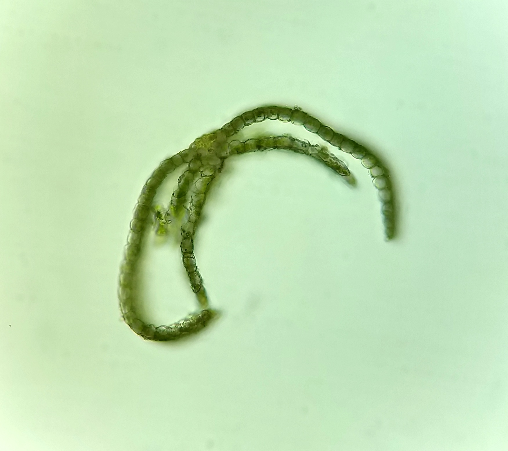 BTax578.Ex1.Img5.jpg-RefImg