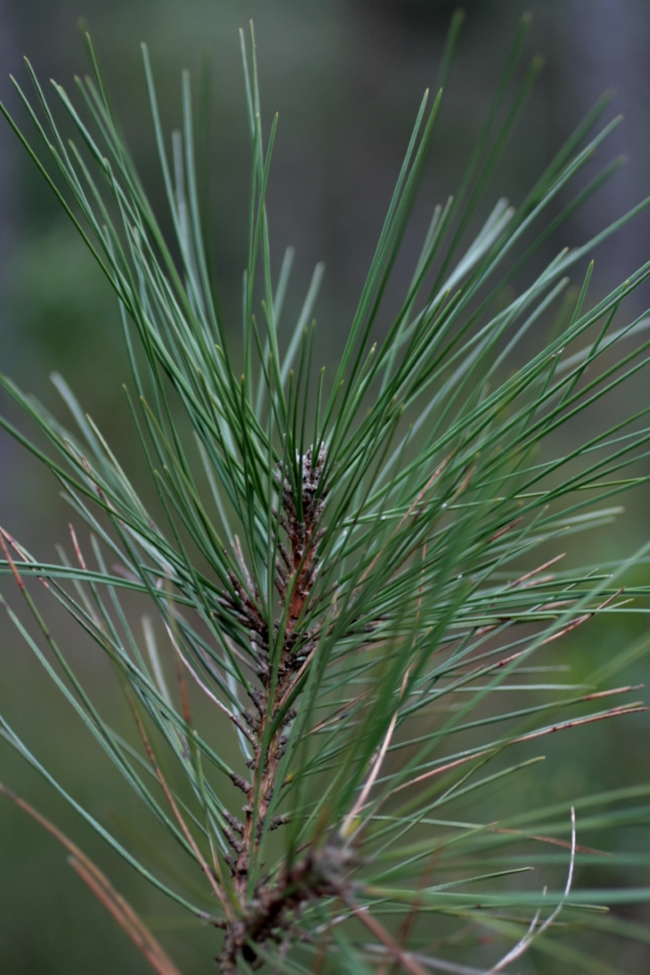 pinaceae4.jpg