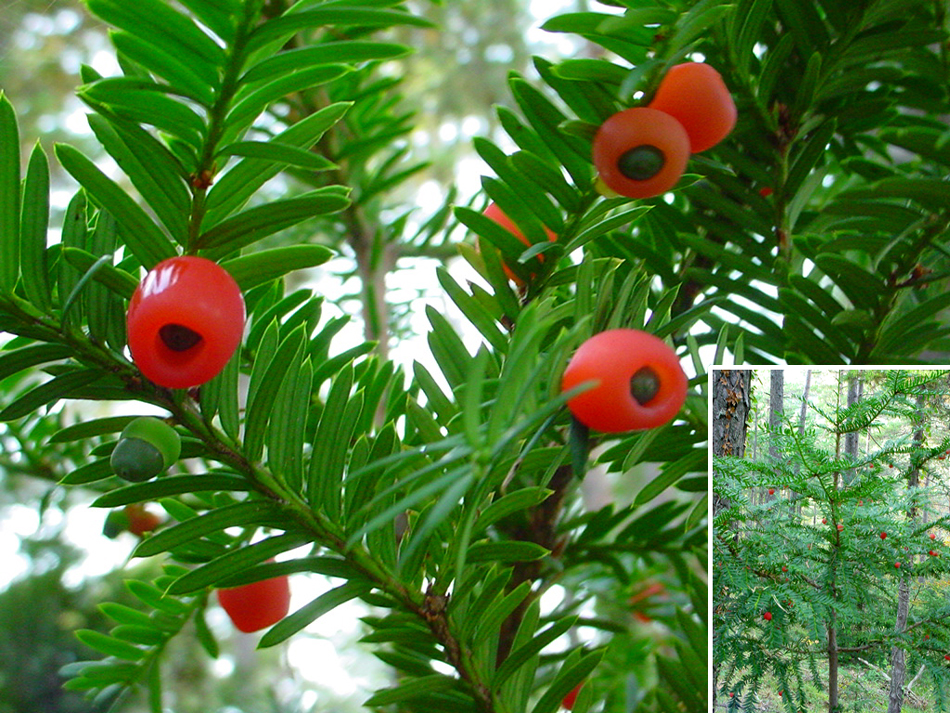 taxaceae3.jpg