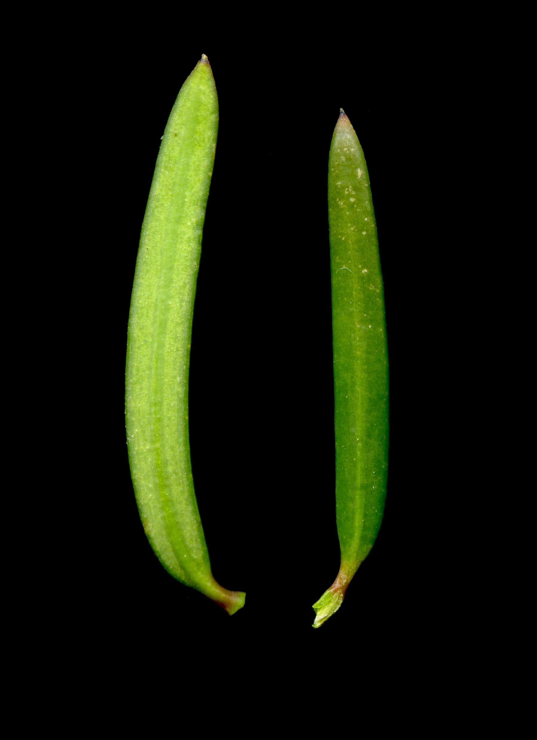 taxaceae4.jpg