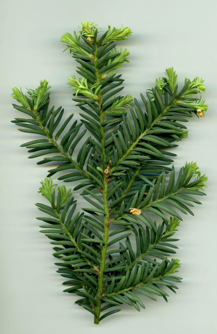 taxaceae5.jpg