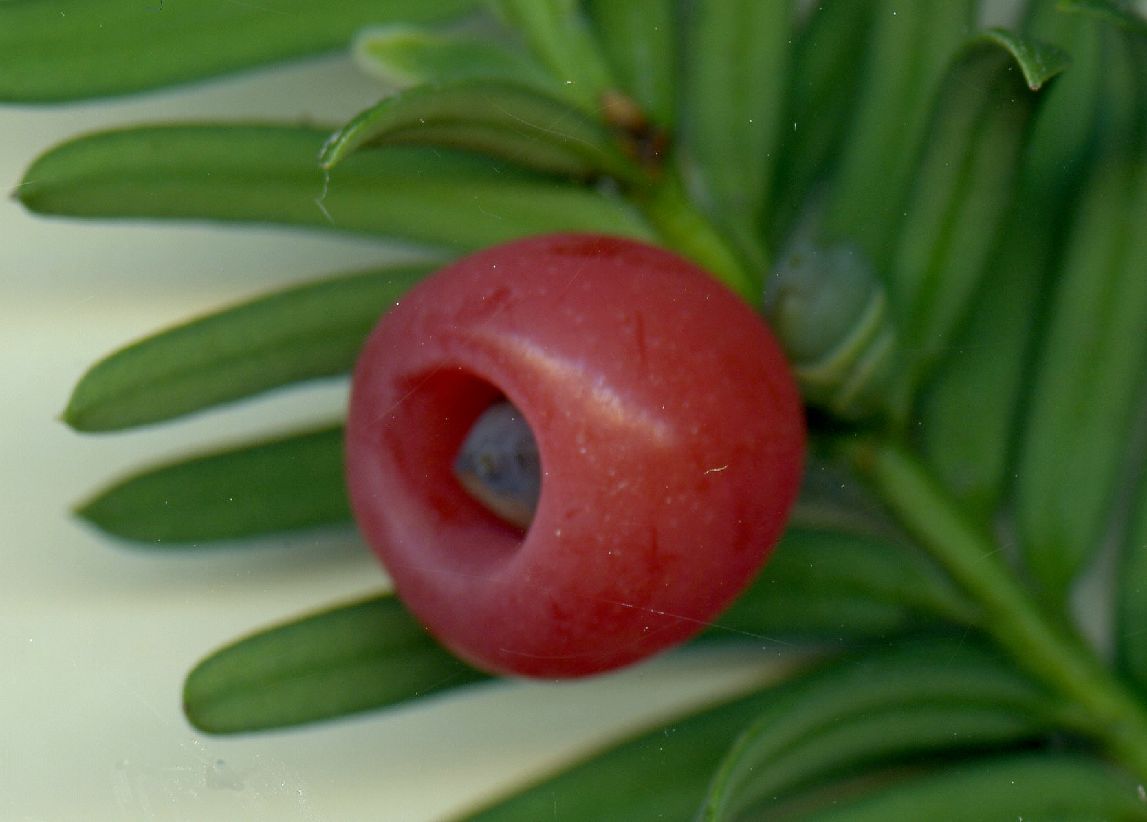taxaceae6.jpg