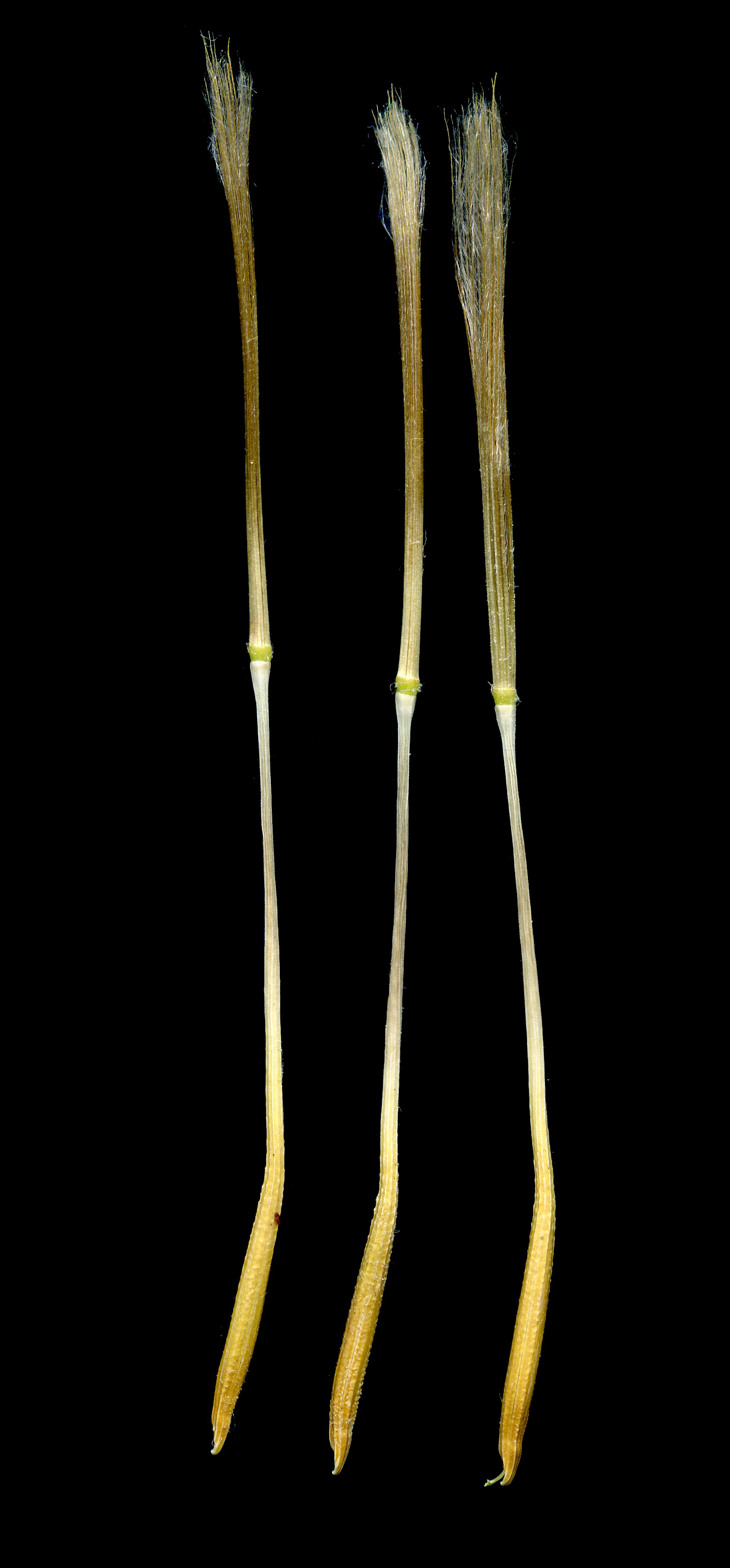 Imatge, VTax3337.ExN.Img3, Tragopogon dubius Img.VTax3337.ExN.Img3