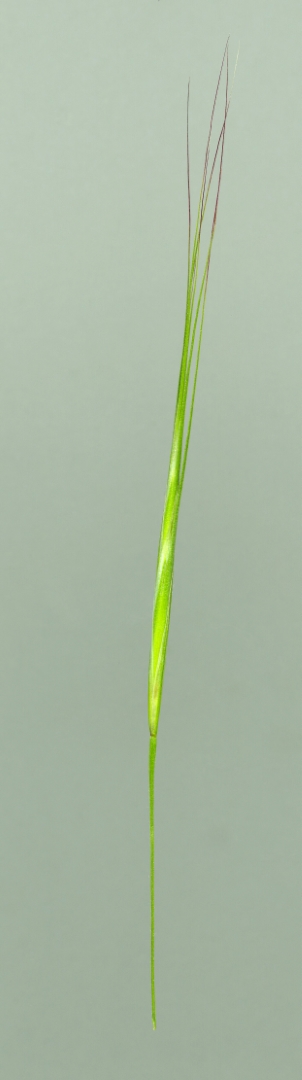 Img.VTax3955.ExN.Img2