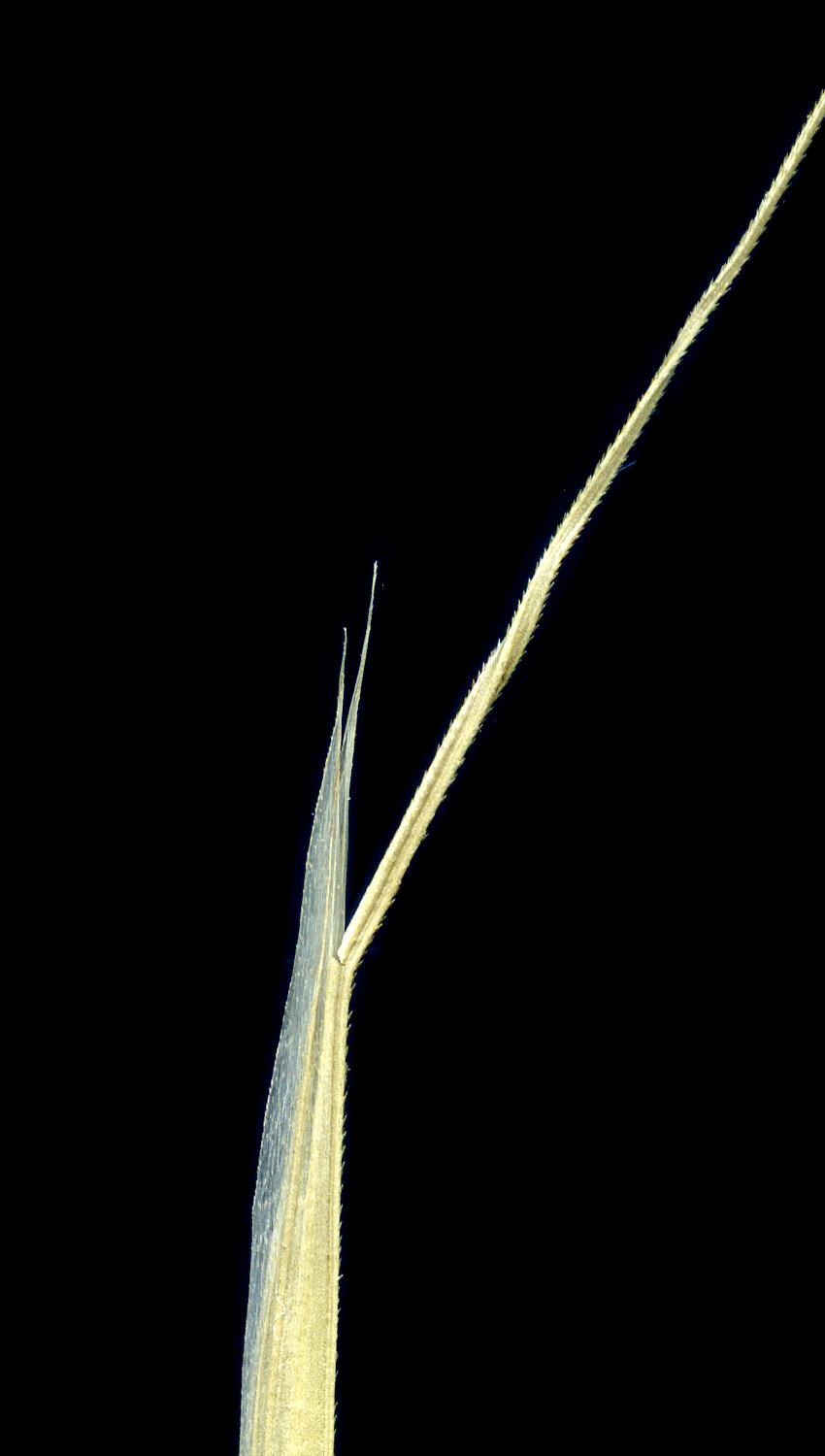 Img.VTax3955.ExN.Img4