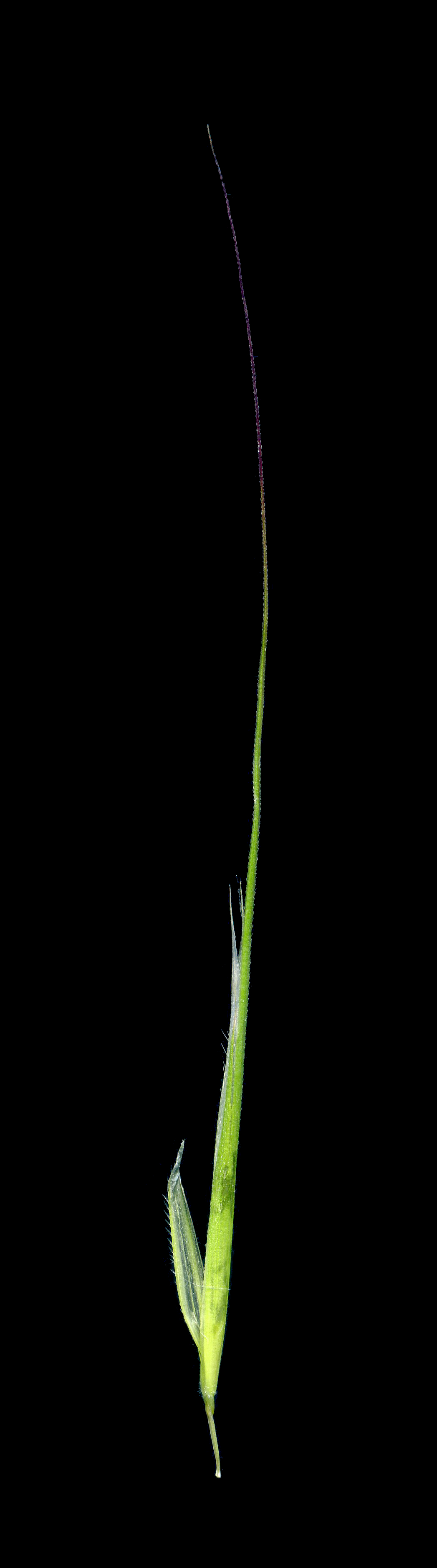 Img.VTax3955.ExN.Img5