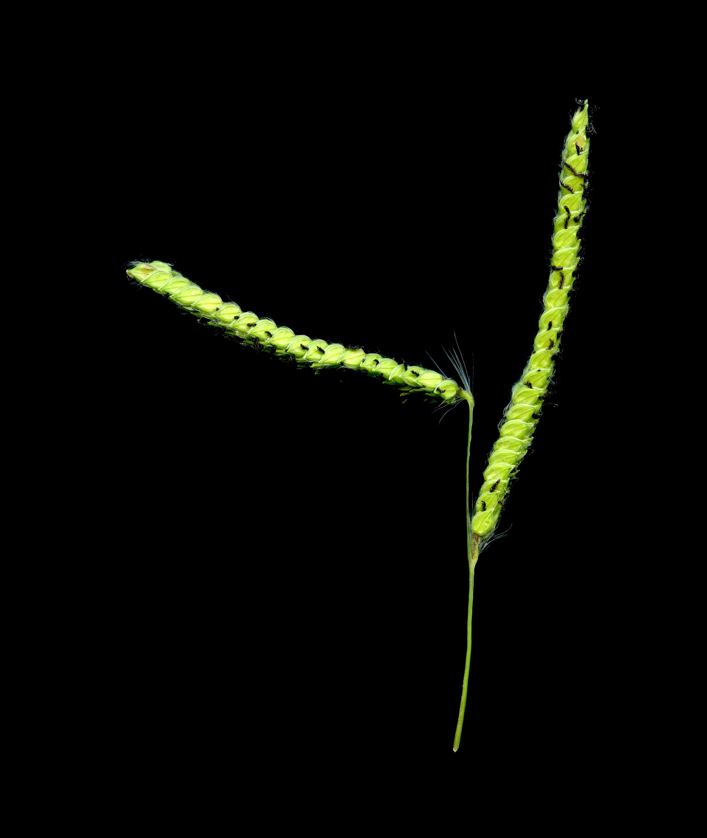 Imatge, VTax4182.ExN.Img9, Paspalum dilatatum Img.VTax4182.ExN.Img9