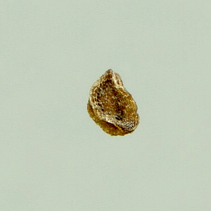 Imatge, VTax1024.ExN.Img3, Coincya cheiranthos Img.VTax1024.ExN.Img3