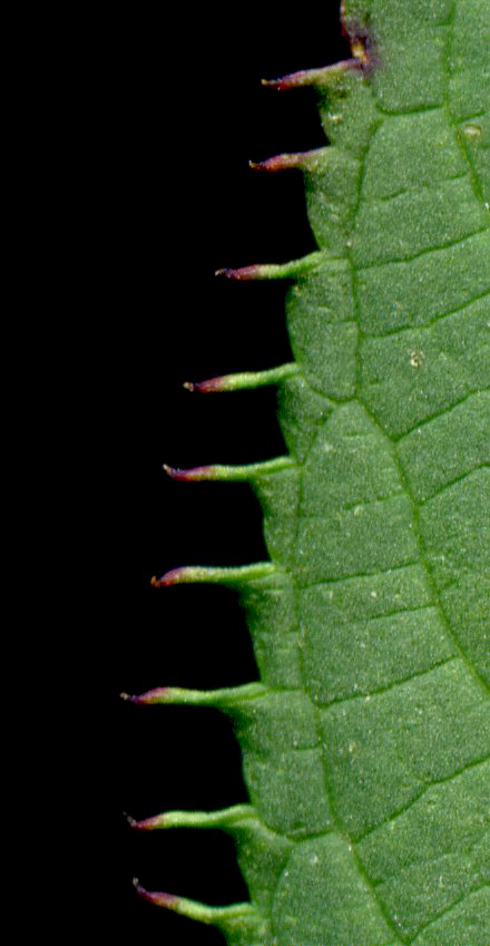 Imatge, VTax1425.ExN.Img17, Impatiens glandulifera Img.VTax1425.ExN.Img17