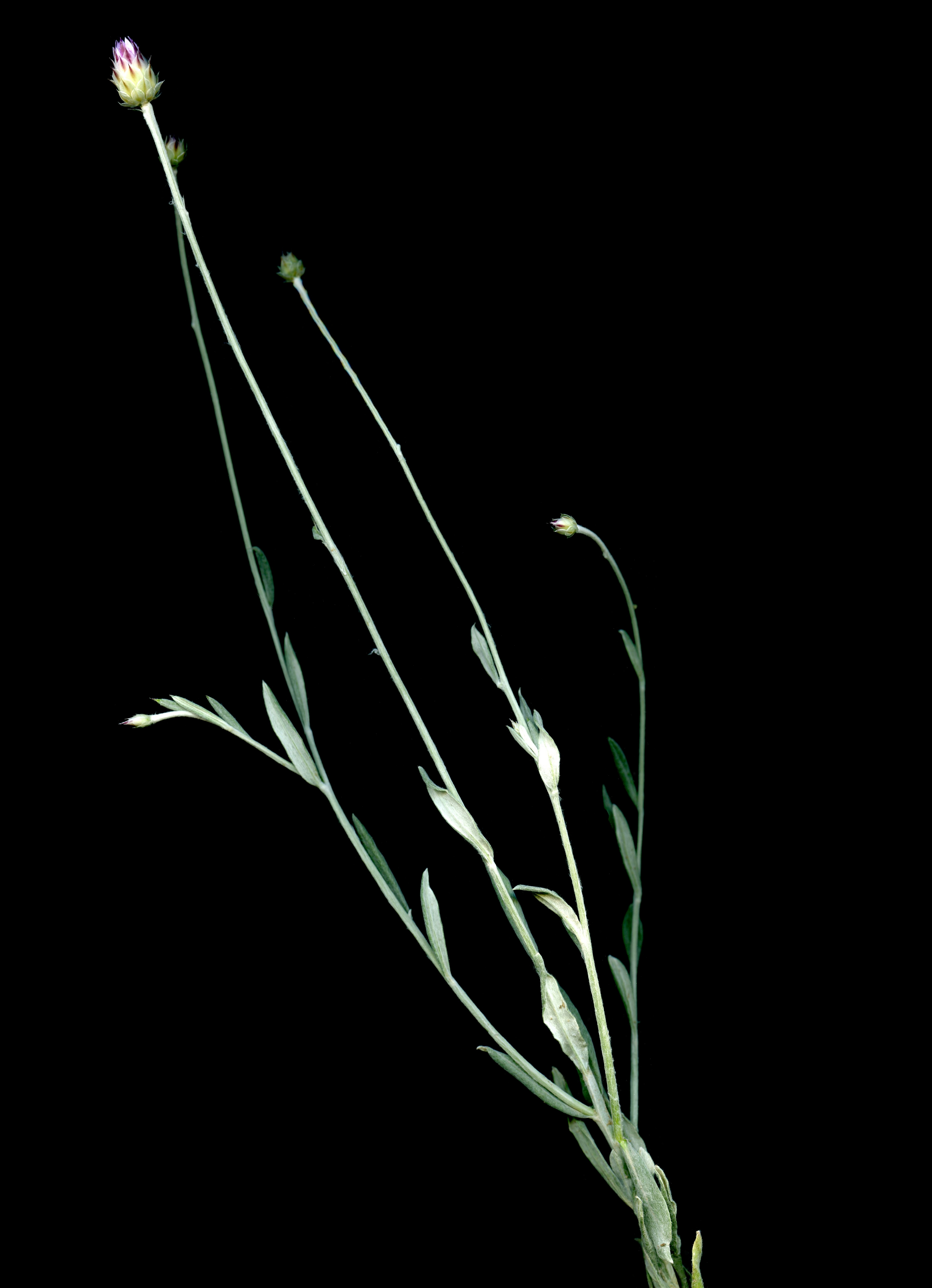 Imatge, VTax3197.ExN.Img2, Xeranthemum inapertum Img.VTax3197.ExN.Img2