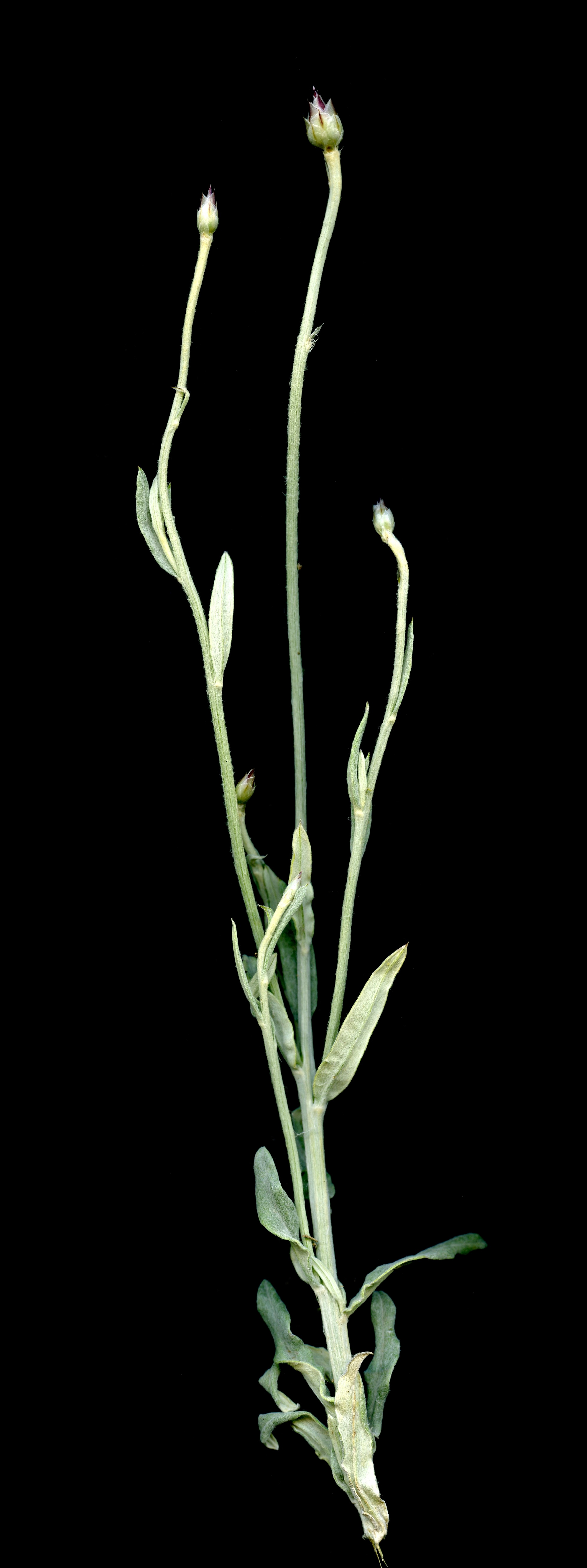 Imatge, VTax3197.ExN.Img5, Xeranthemum inapertum Img.VTax3197.ExN.Img5