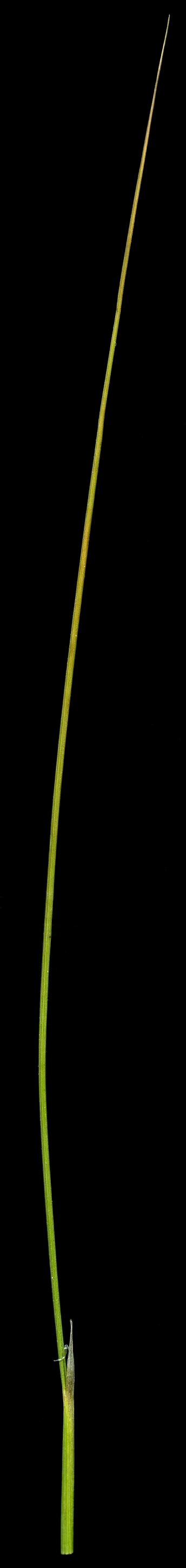 Img.VTax4126.ExN.Img6