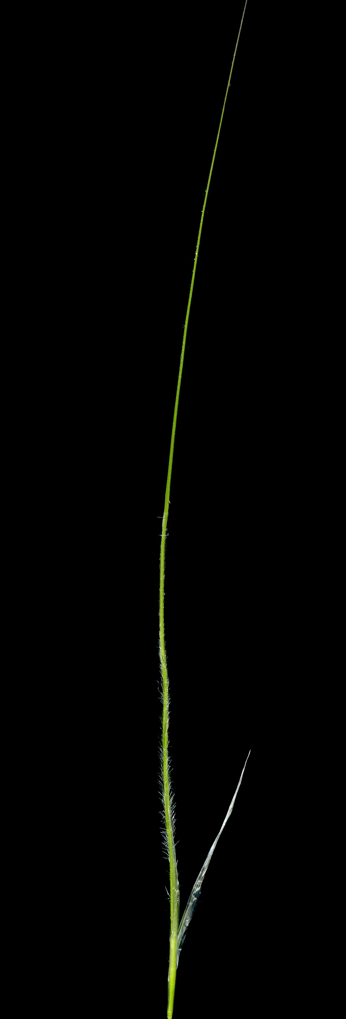 Img.VTax4127.ExN.Img5