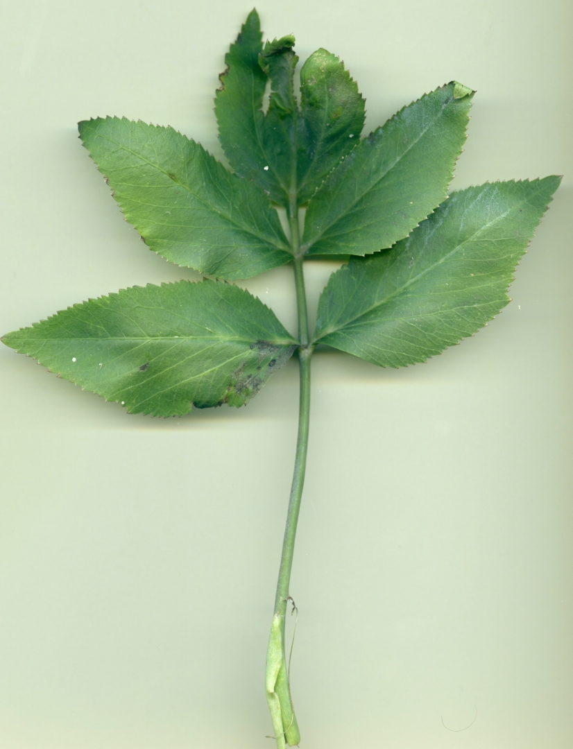 Imatge, VTax1605.ExN.Img3, Peucedanum hispanicum Img.VTax1605.ExN.Img3