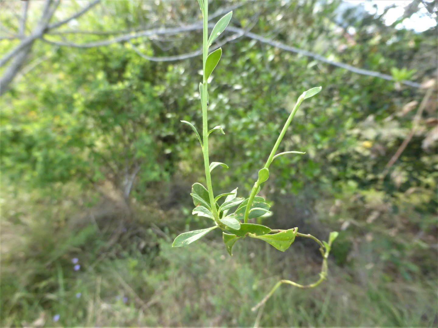 Imatge, VTax1461.Ex1.Img1, Polygala calcarea Img.VTax1461.Ex1.Img1