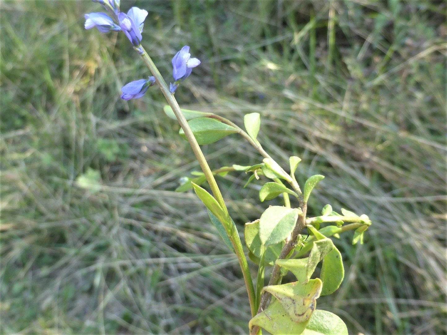 Imatge, VTax1461.Ex1.Img4, Polygala calcarea Img.VTax1461.Ex1.Img4