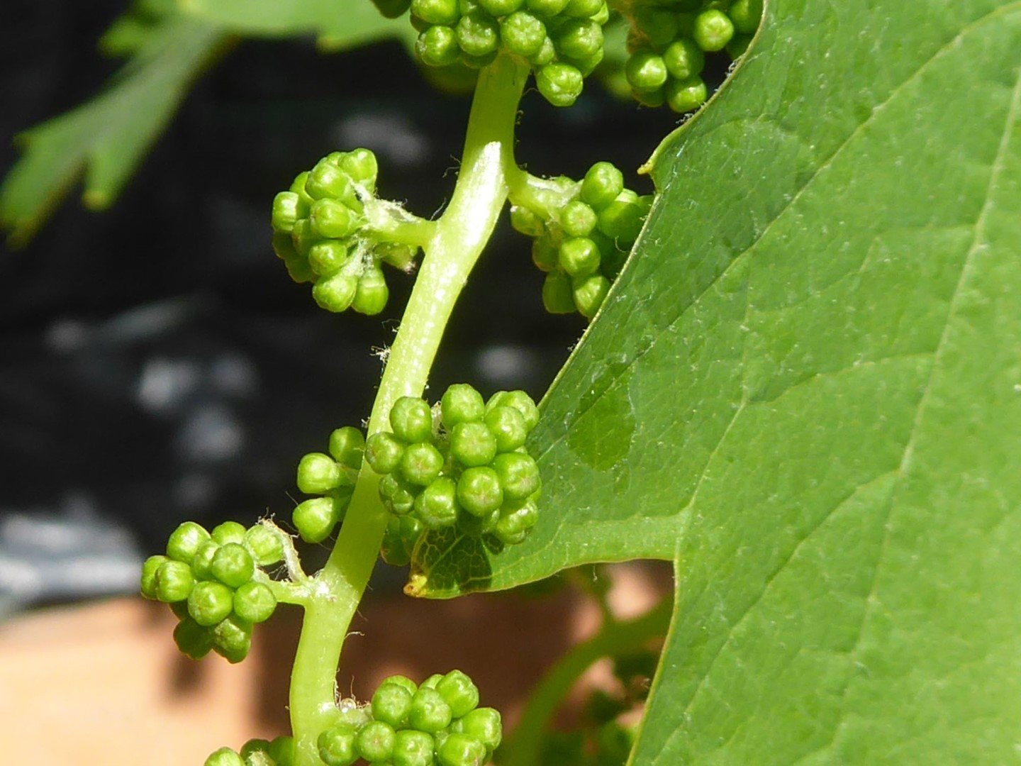 Imatge, VTax1487.Ex1.Img1, Vitis vinifera Img.VTax1487.Ex1.Img1
