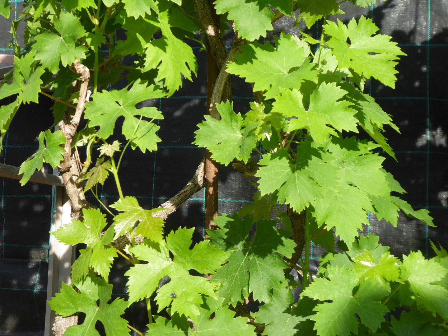 Imatge, VTax1487.Ex1.Img4, Vitis vinifera Img.VTax1487.Ex1.Img4