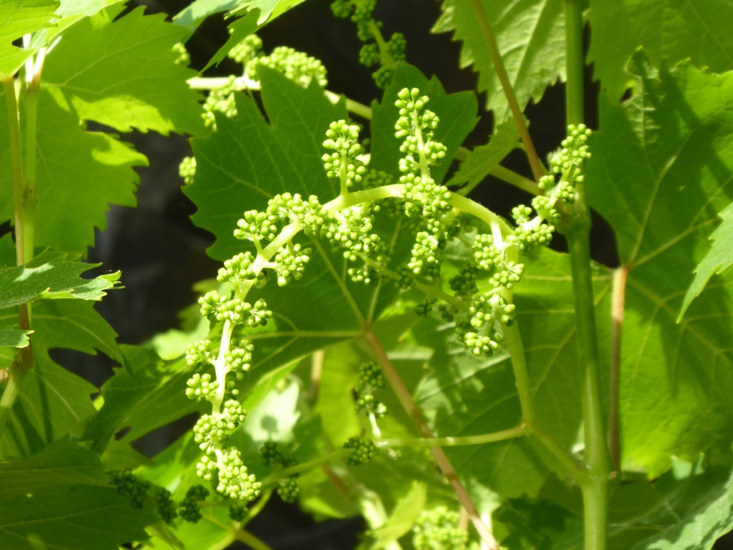 Imatge, VTax1487.Ex1.Img6, Vitis vinifera Img.VTax1487.Ex1.Img6