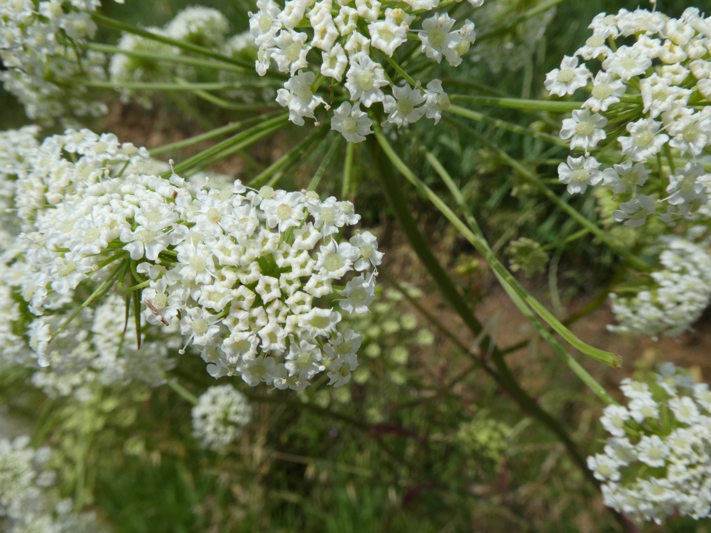 Imatge, VTax1608.Ex1.Img2, Peucedanum oreoselinum Img.VTax1608.Ex1.Img2