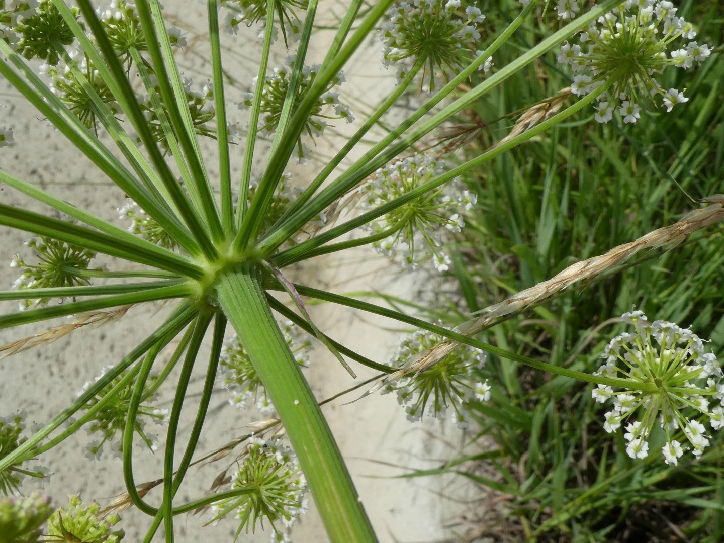 Imatge, VTax1608.Ex1.Img3, Peucedanum oreoselinum Img.VTax1608.Ex1.Img3