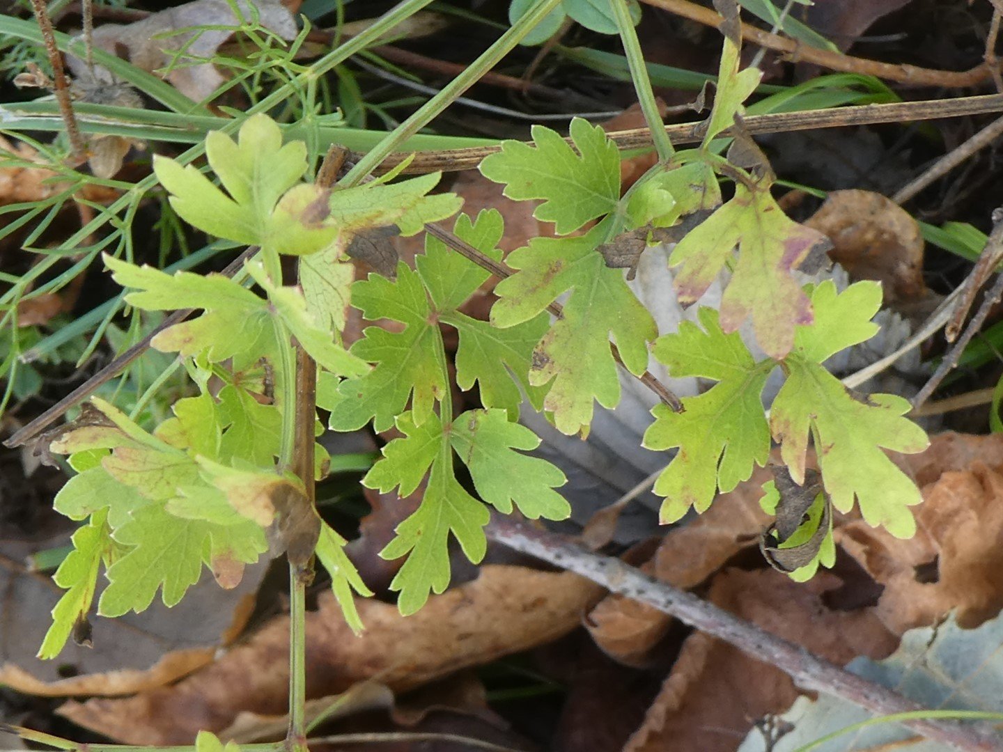 Imatge, VTax1608.Ex2.Img1, Peucedanum oreoselinum Img.VTax1608.Ex2.Img1