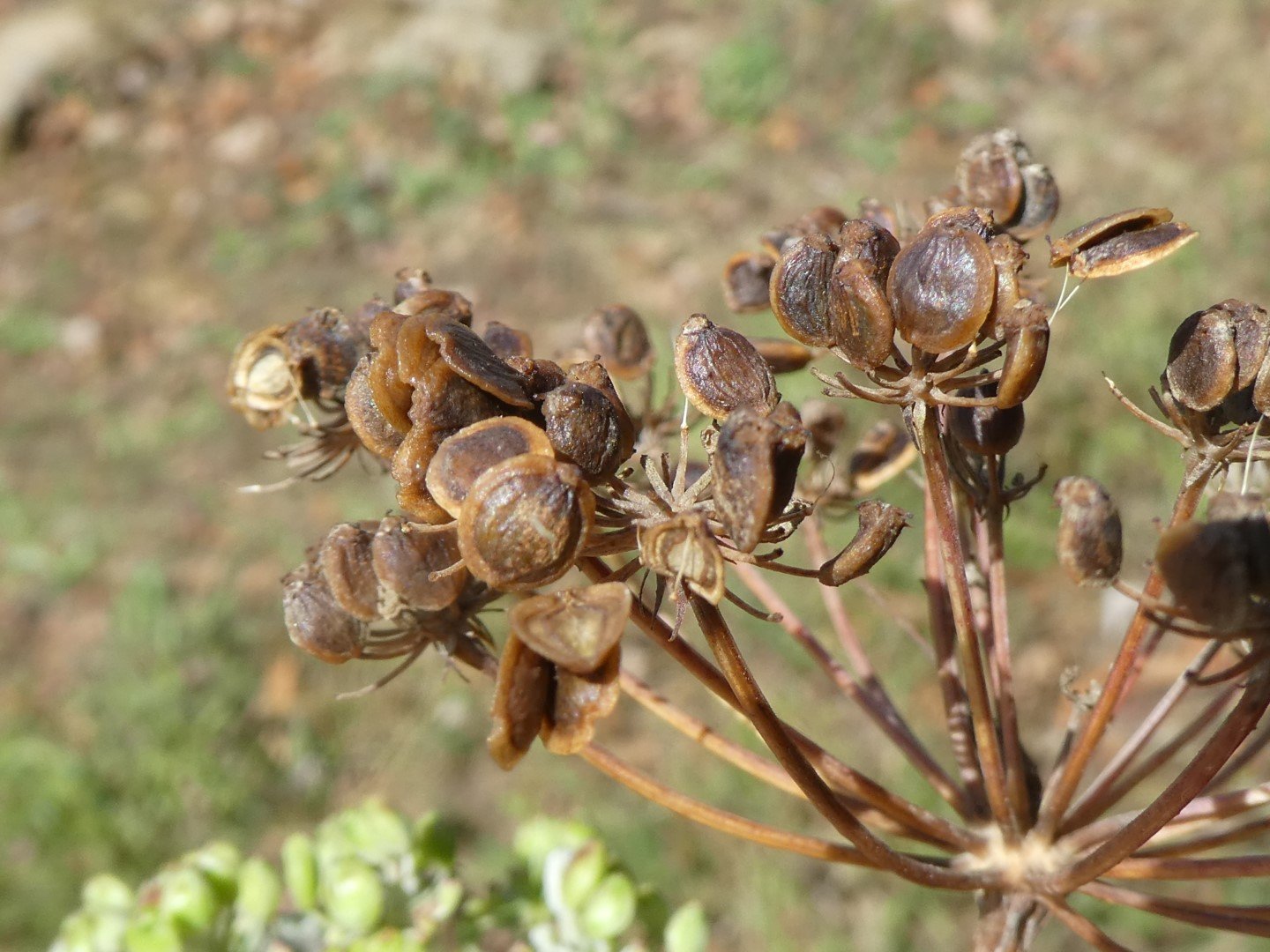 Imatge, VTax1608.Ex2.Img4, Peucedanum oreoselinum Img.VTax1608.Ex2.Img4