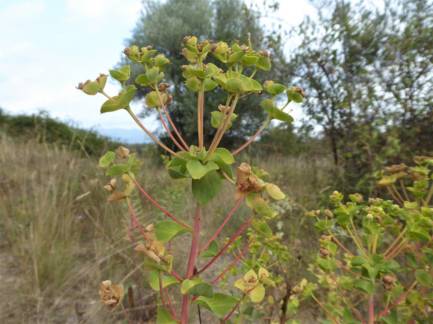 Imatge, VTax1746.Ex2.Img1, Euphorbia nicaeensis subsp. nicaeensis Img.VTax1746.Ex2.Img1