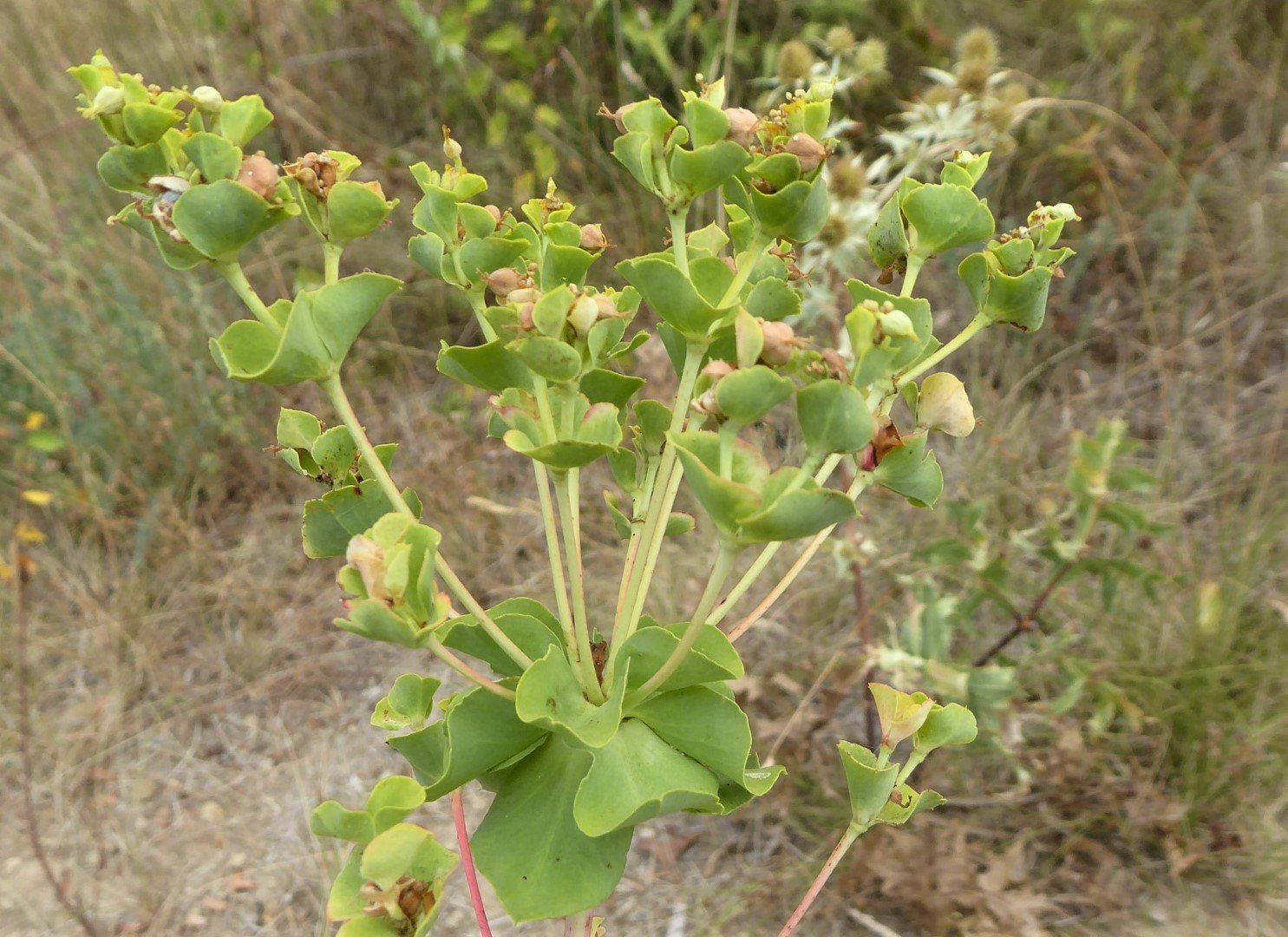 Imatge, VTax1746.Ex2.Img3, Euphorbia nicaeensis subsp. nicaeensis Img.VTax1746.Ex2.Img3