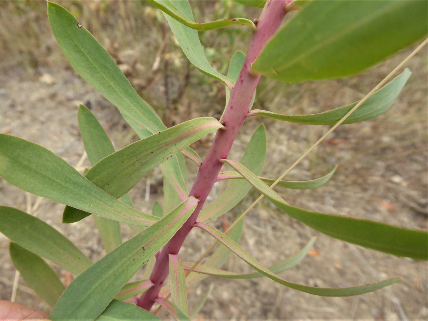 Imatge, VTax1746.Ex2.Img4, Euphorbia nicaeensis subsp. nicaeensis Img.VTax1746.Ex2.Img4