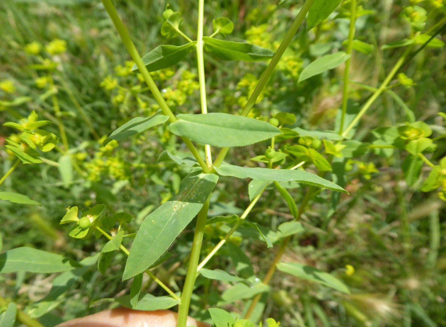 Imatge, VTax1752.Ex1.Img1, Euphorbia platyphyllos Img.VTax1752.Ex1.Img1