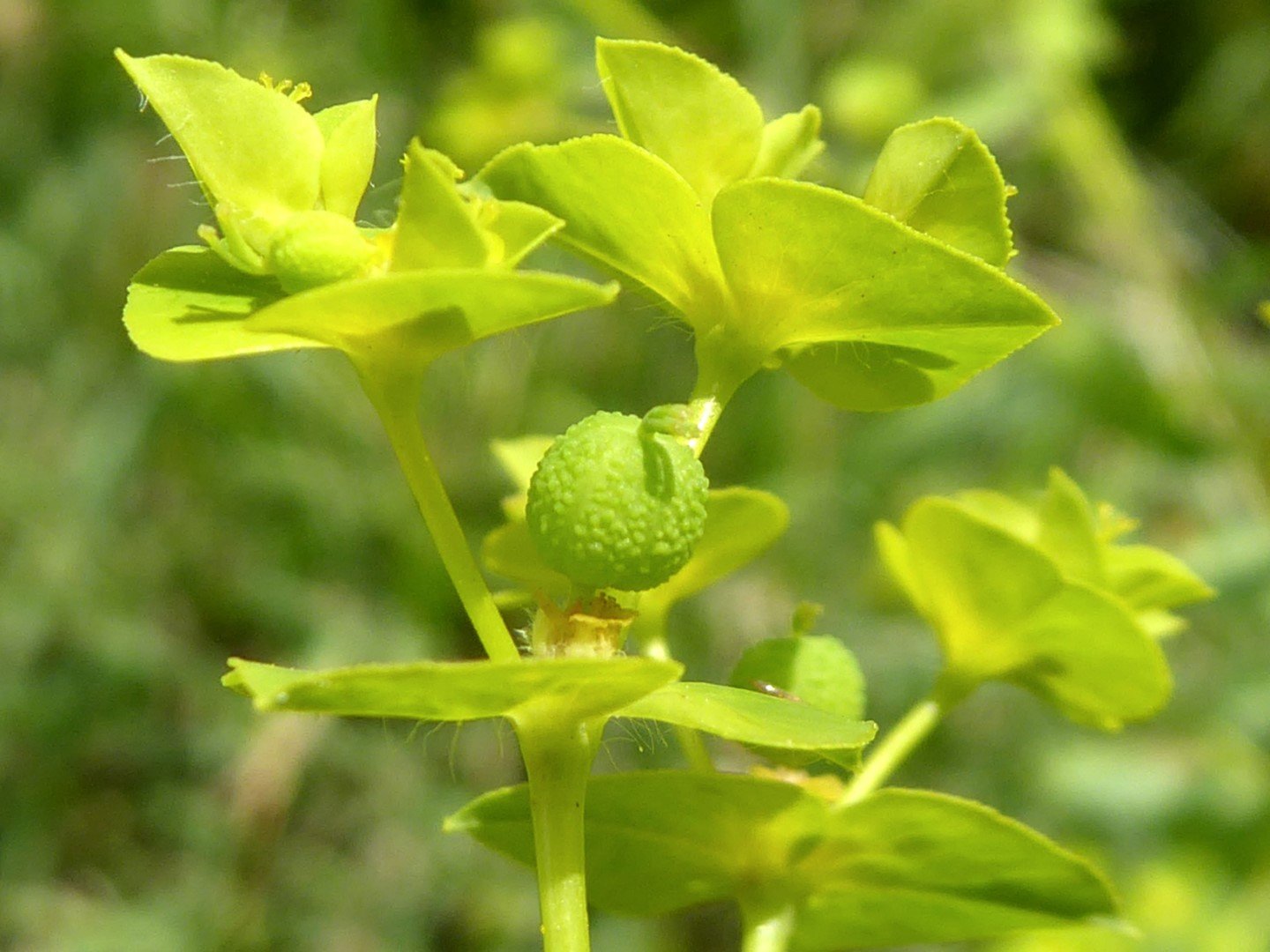 Imatge, VTax1752.Ex1.Img2, Euphorbia platyphyllos Img.VTax1752.Ex1.Img2