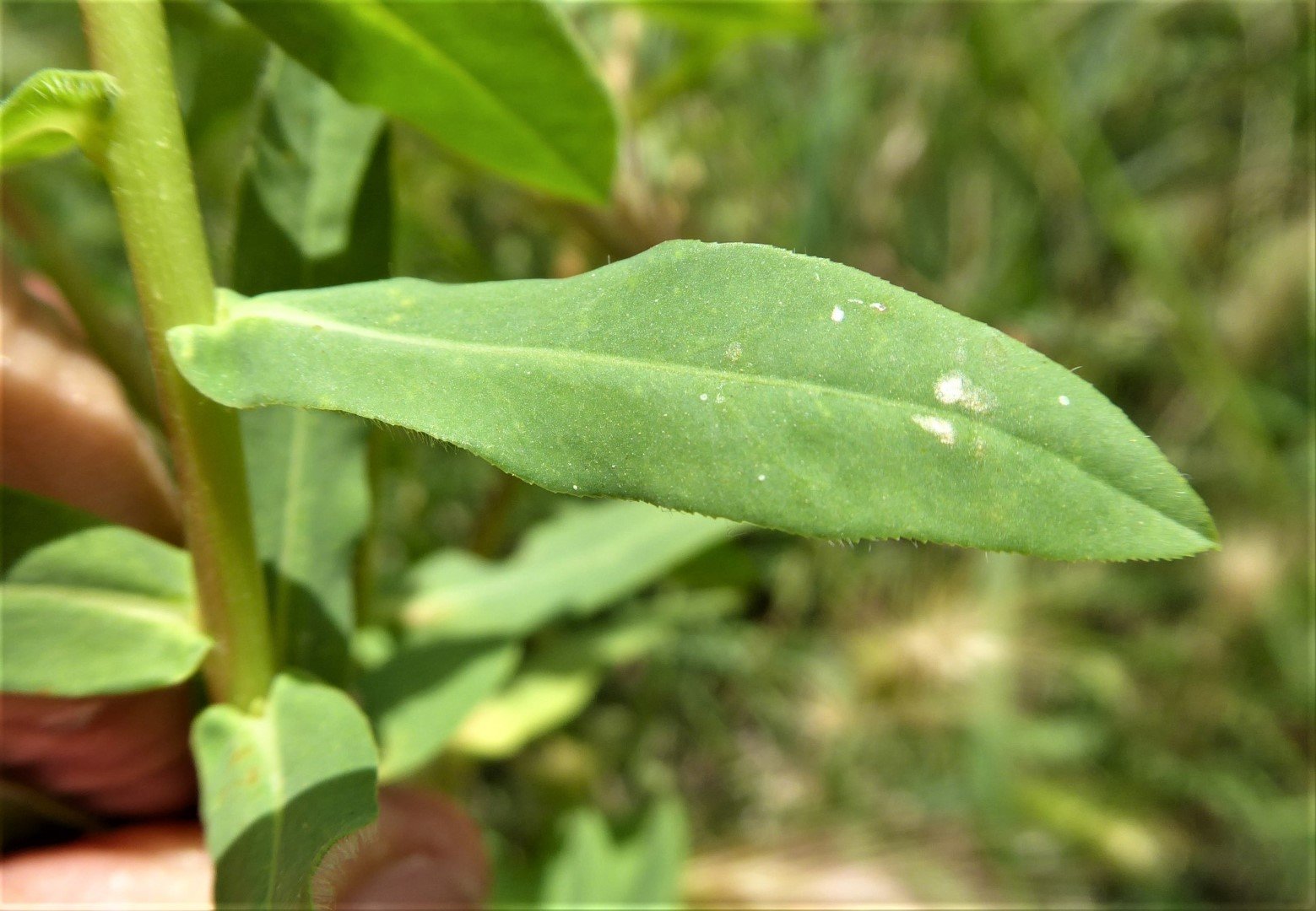 Imatge, VTax1752.Ex1.Img6, Euphorbia platyphyllos Img.VTax1752.Ex1.Img6