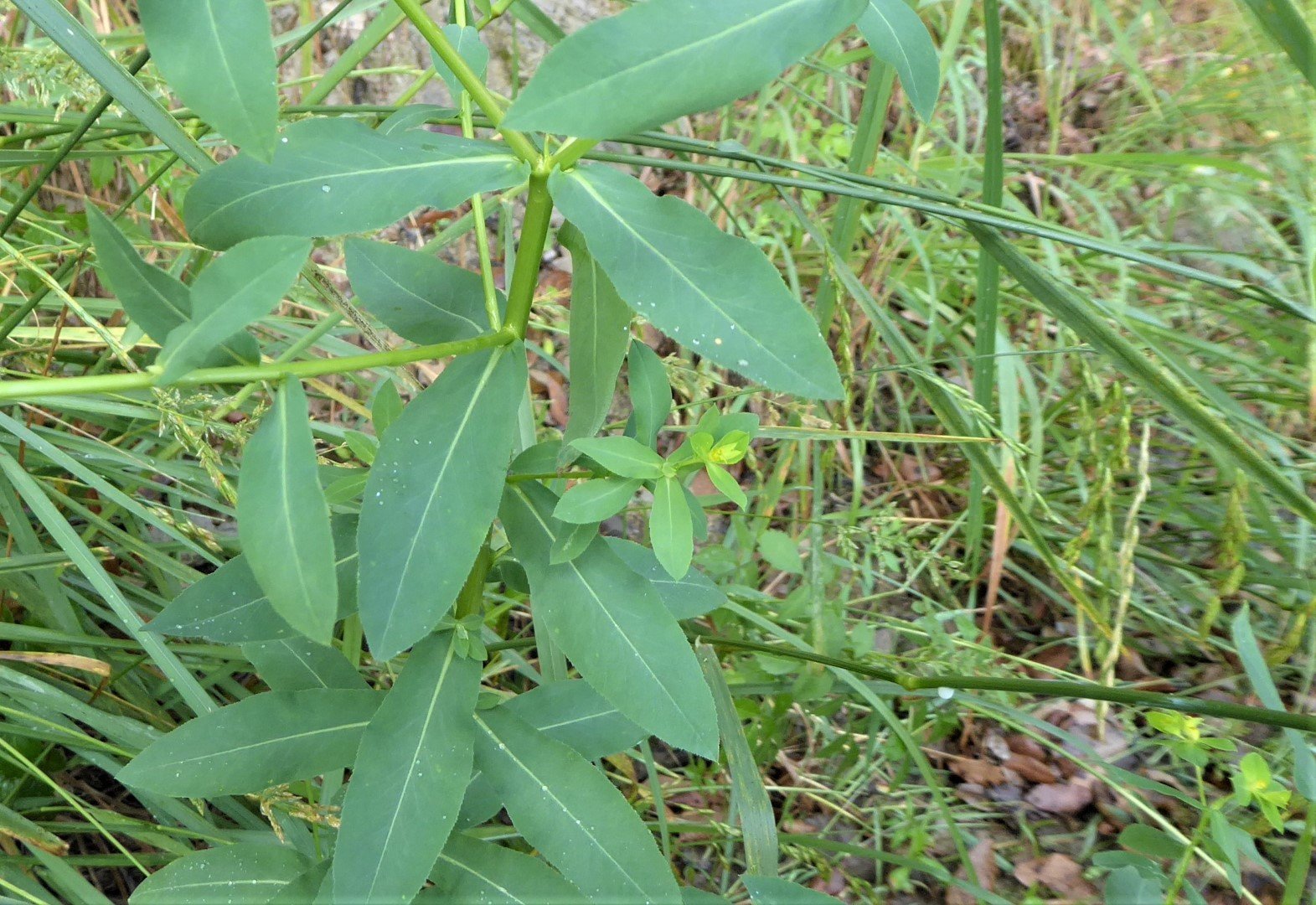 Imatge, VTax1752.Ex1.Img9, Euphorbia platyphyllos Img.VTax1752.Ex1.Img9