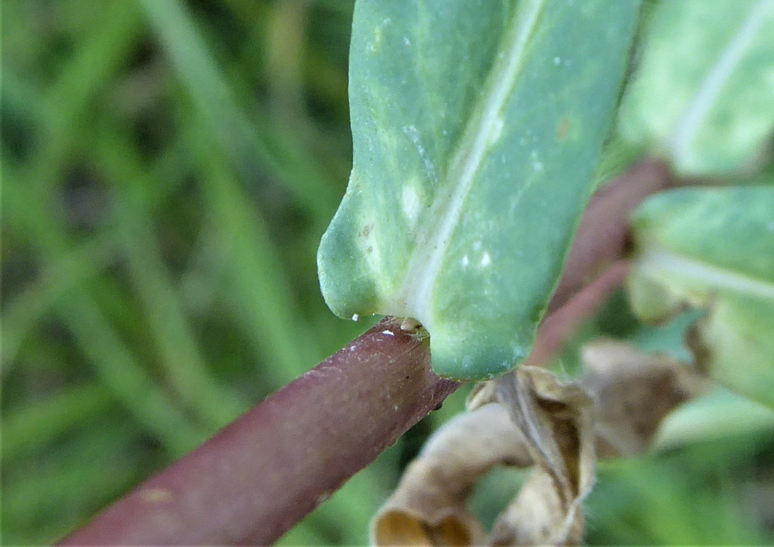 Imatge, VTax1752.Ex2.Img2, Euphorbia platyphyllos Img.VTax1752.Ex2.Img2