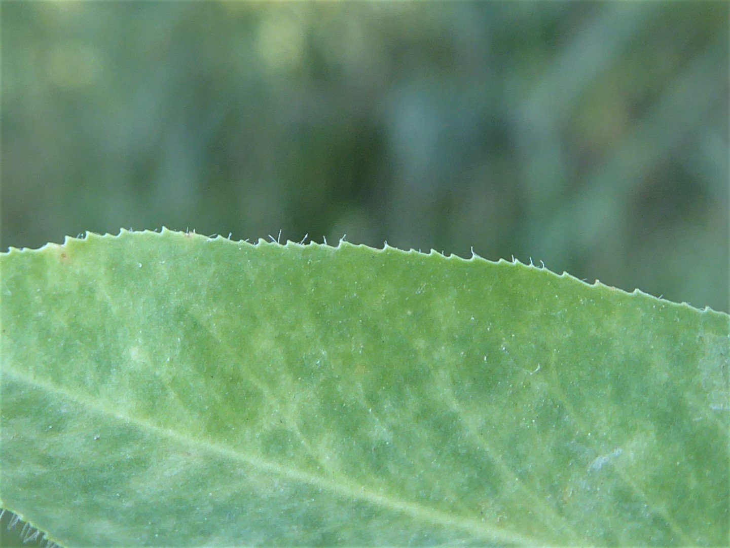 Imatge, VTax1752.Ex2.Img4, Euphorbia platyphyllos Img.VTax1752.Ex2.Img4
