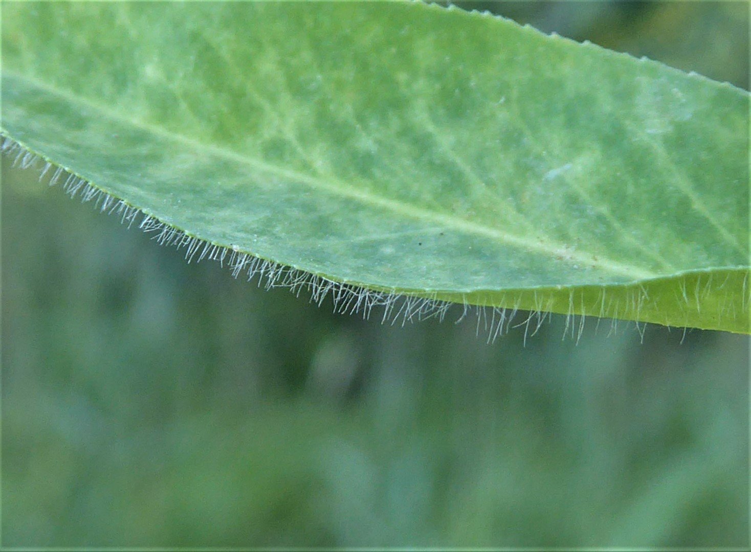 Imatge, VTax1752.Ex2.Img5, Euphorbia platyphyllos Img.VTax1752.Ex2.Img5