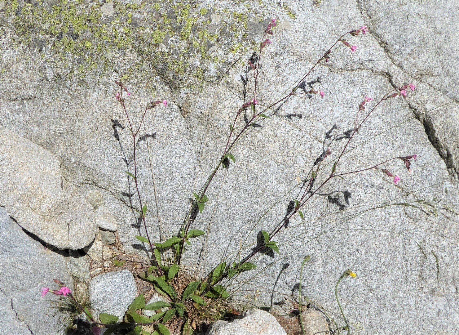 Imatge, VTax1995.Ex2.Img1, Silene dioica Img.VTax1995.Ex2.Img1