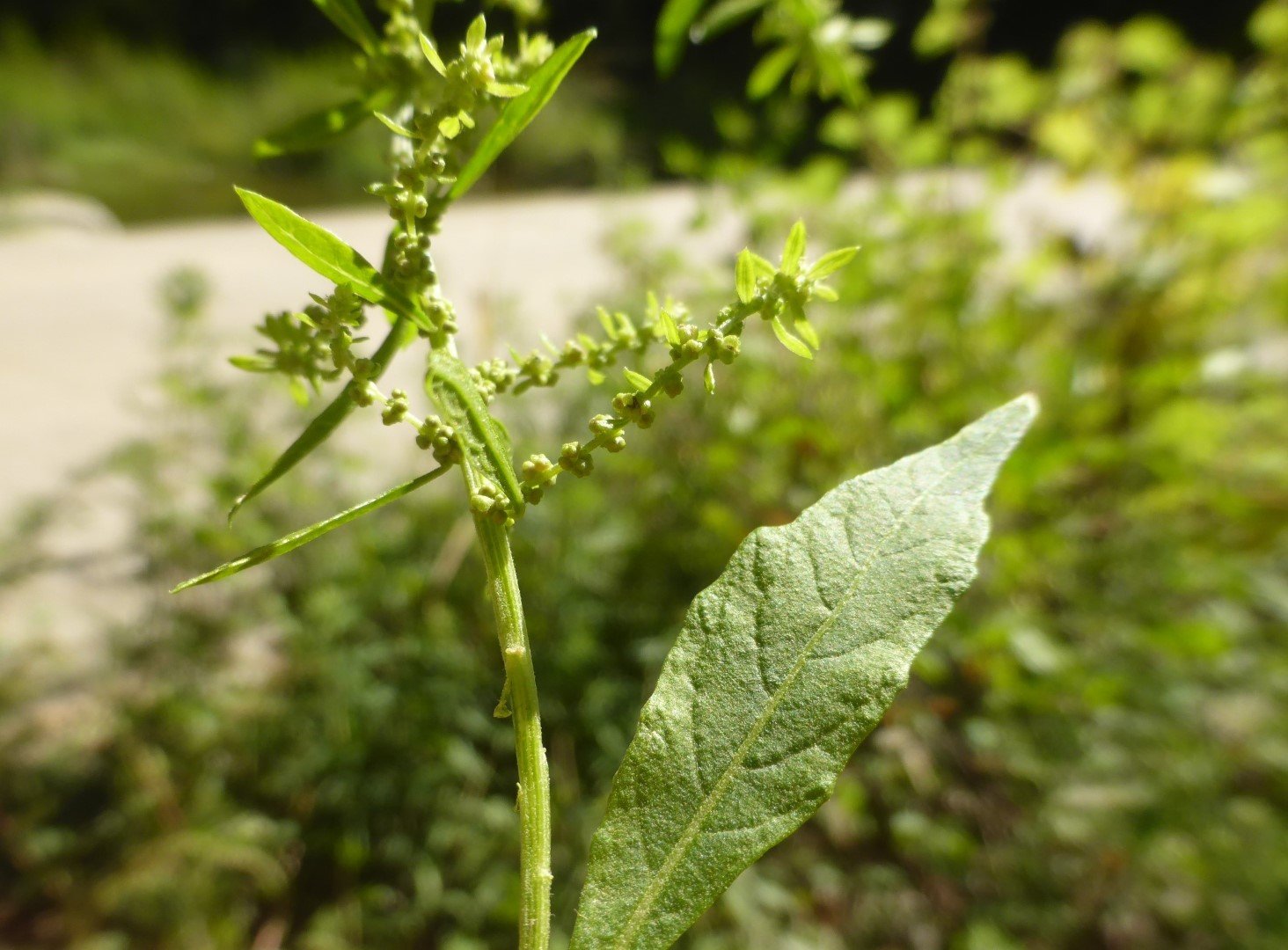 Imatge, VTax2065.Ex1.Img1, Chenopodium ambrosioides Img.VTax2065.Ex1.Img1