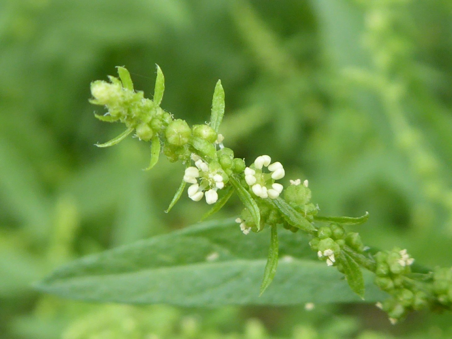Imatge, VTax2065.Ex1.Img4, Chenopodium ambrosioides Img.VTax2065.Ex1.Img4