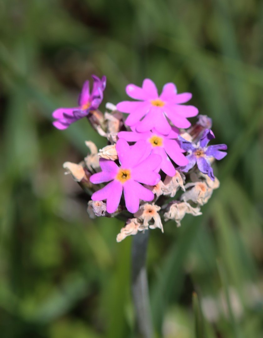 Imatge, VTax2166.Ex2.Img1, Primula farinosa subsp. farinosa Img.VTax2166.Ex2.Img1