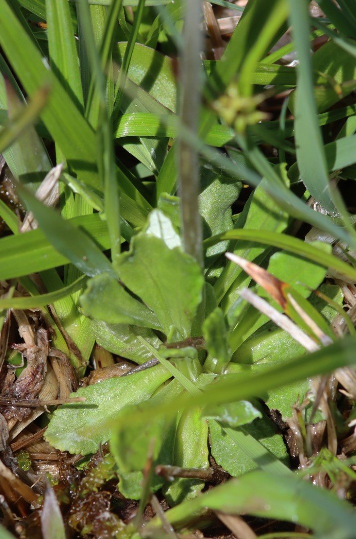 Imatge, VTax2166.Ex2.Img2, Primula farinosa subsp. farinosa Img.VTax2166.Ex2.Img2