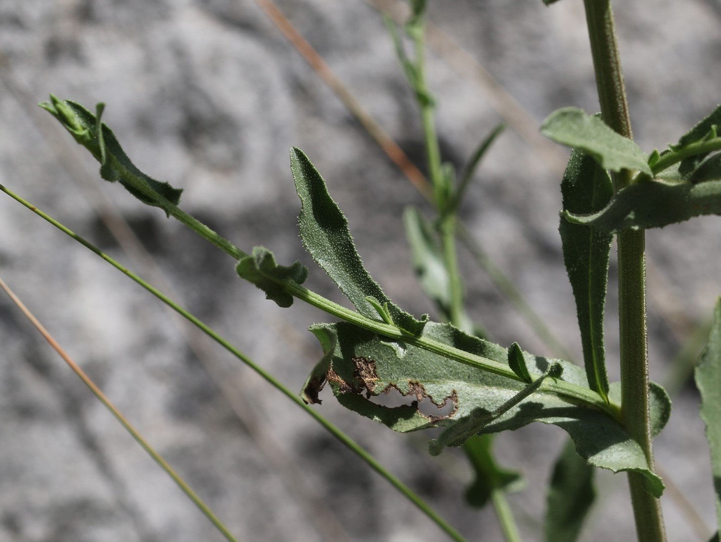 Imatge, VTax2201.Ex1.Img3, Plumbago europaea Img.VTax2201.Ex1.Img3