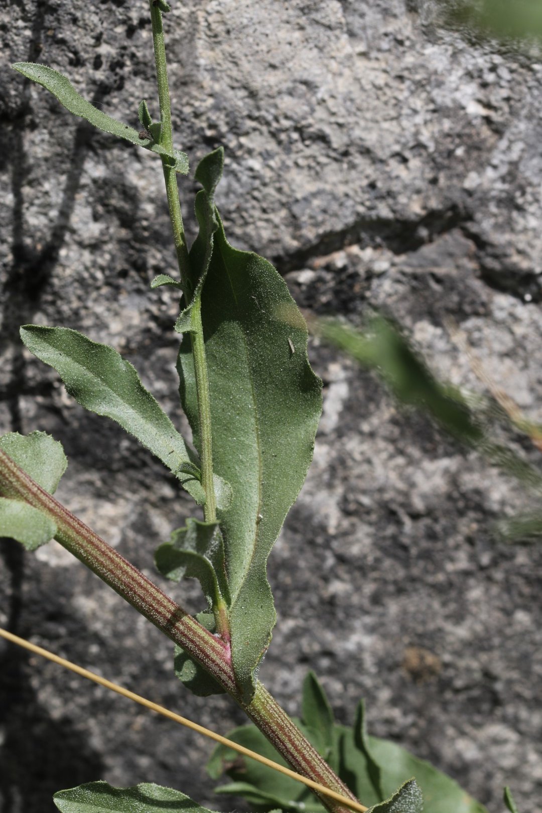 Imatge, VTax2201.Ex1.Img4, Plumbago europaea Img.VTax2201.Ex1.Img4