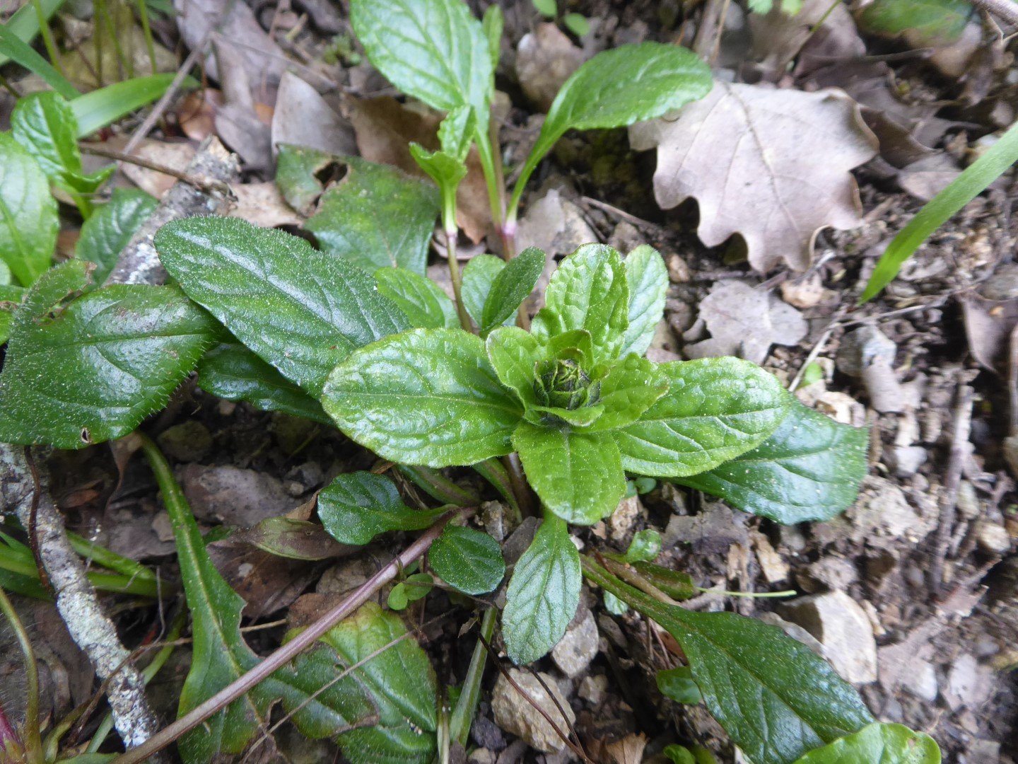 Imatge, VTax2381.Ex4.Img1, Ajuga reptans Img.VTax2381.Ex4.Img1