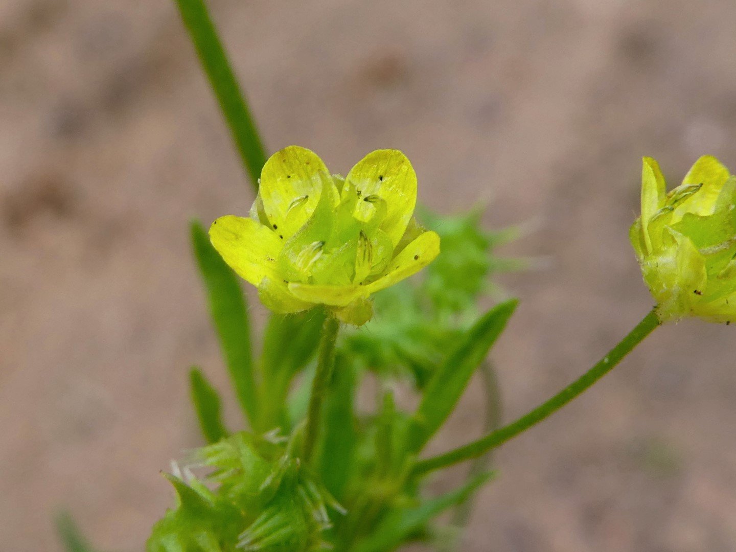 Imatge, VTax255.Ex1.Img4, Ranunculus arvensis Img.VTax255.Ex1.Img4